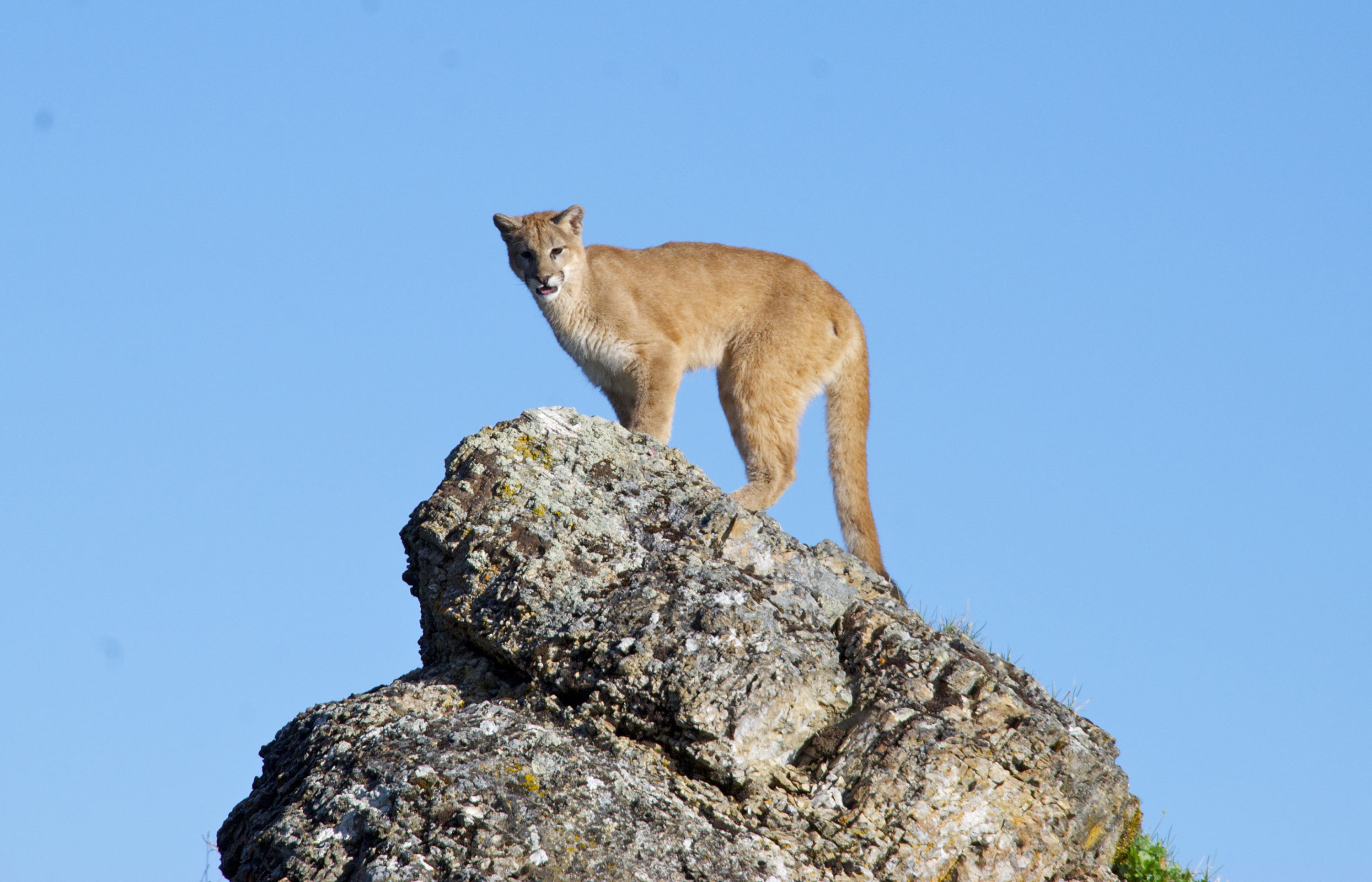 another name for a mountain lion
